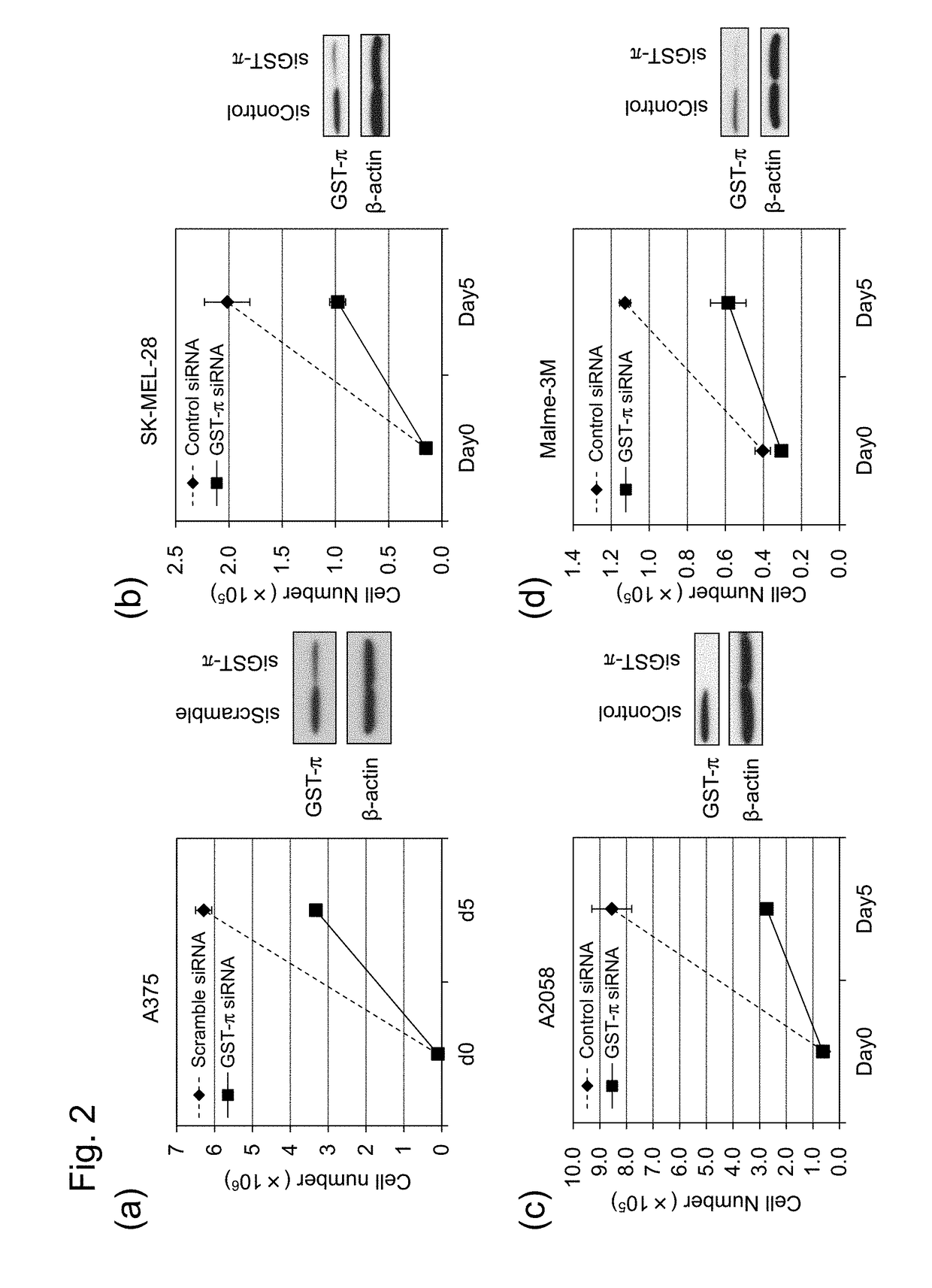 Cell death inducing agent for cells having braf gene mutation, growth suppressing agent for same cells and pharmaceutical composition for therapy of diseases caused by growth defect of same cells