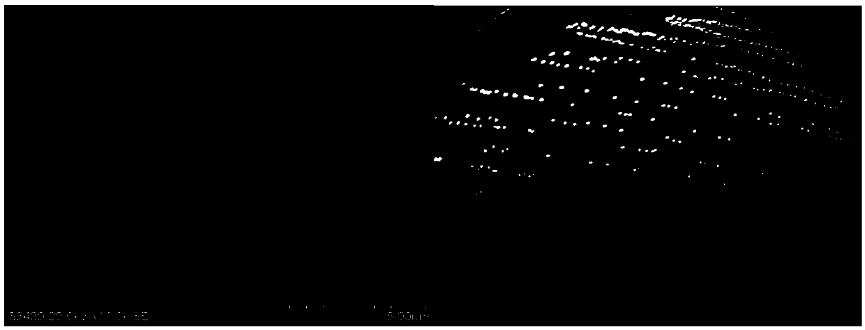 Strain of degrading herbicide 2,4-dichlorophenoxyacetic acid and application thereof