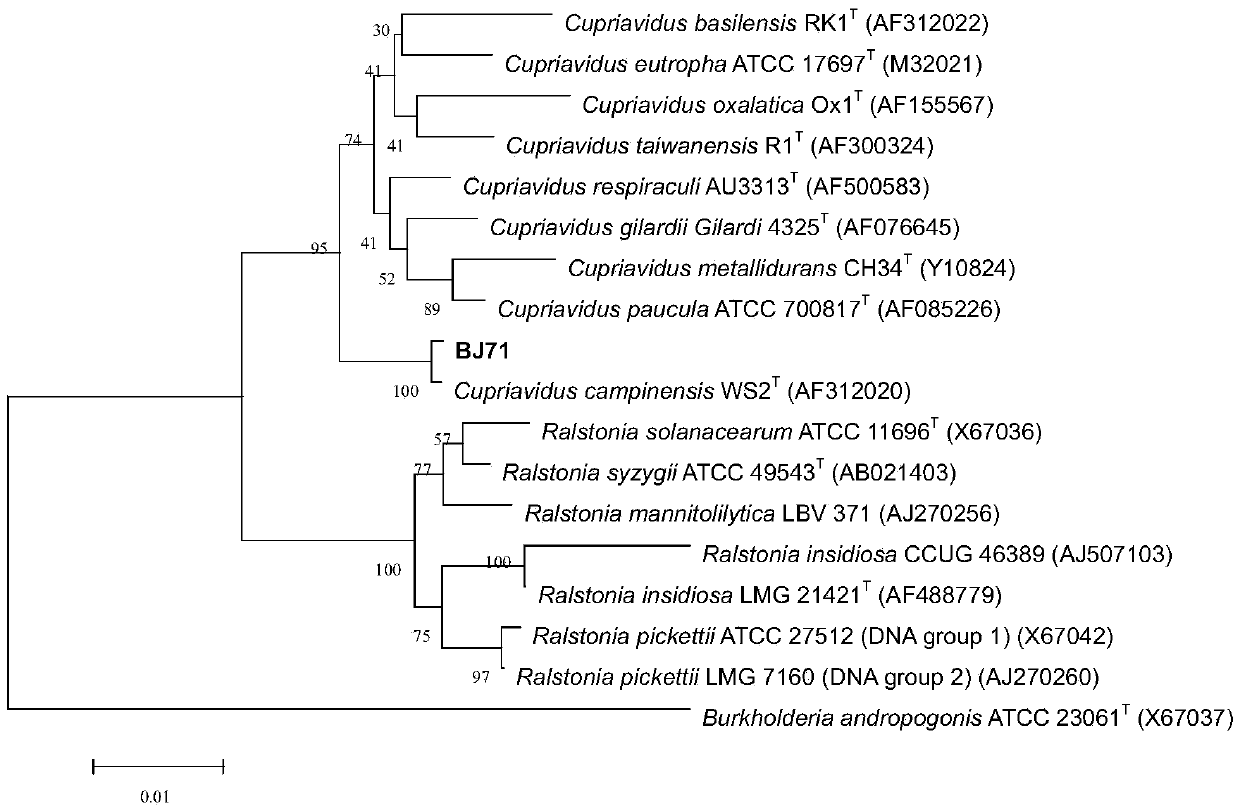 Strain of degrading herbicide 2,4-dichlorophenoxyacetic acid and application thereof