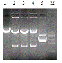 Trichoderma engineering strain capable of efficiently expressing beta-1, 4-glucanase coding gene and application thereof