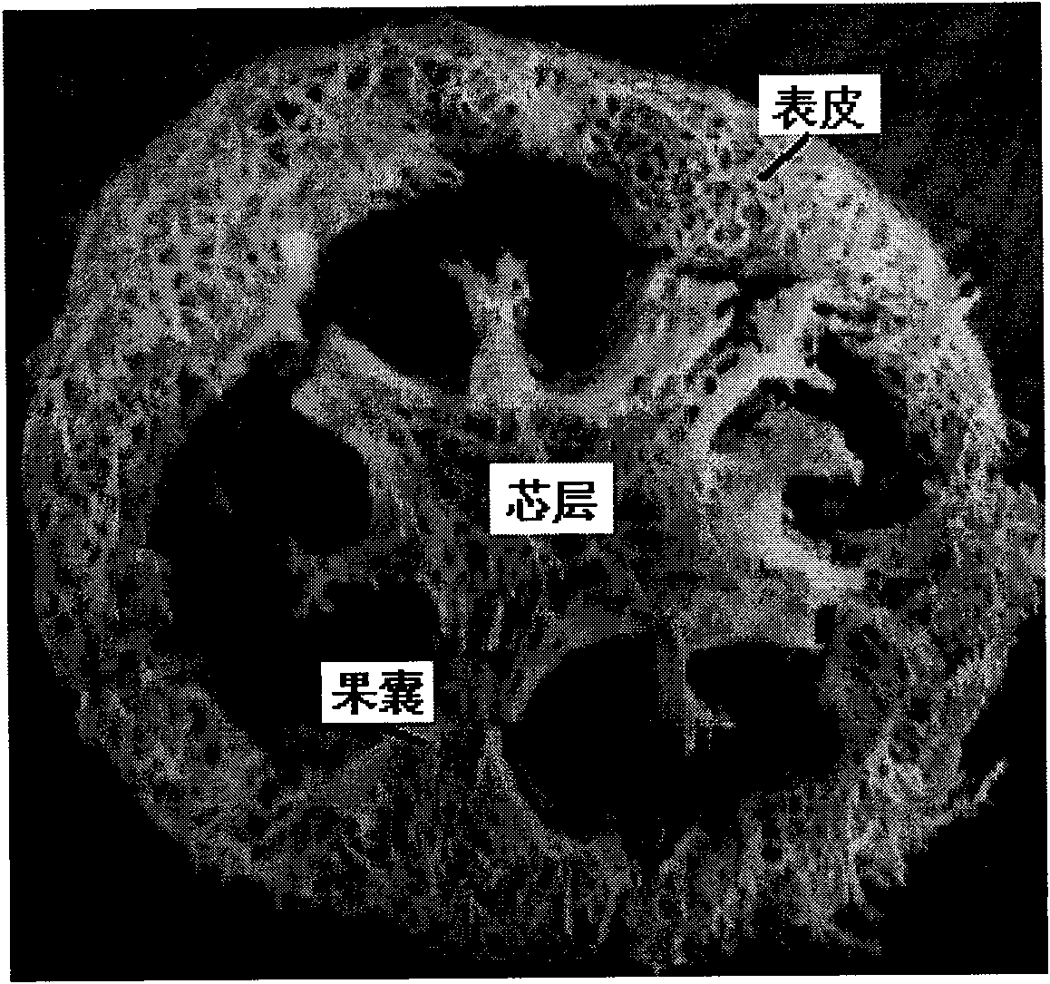 Preparation method of esterified vegetable sponge and application thereof in organic matter absorption