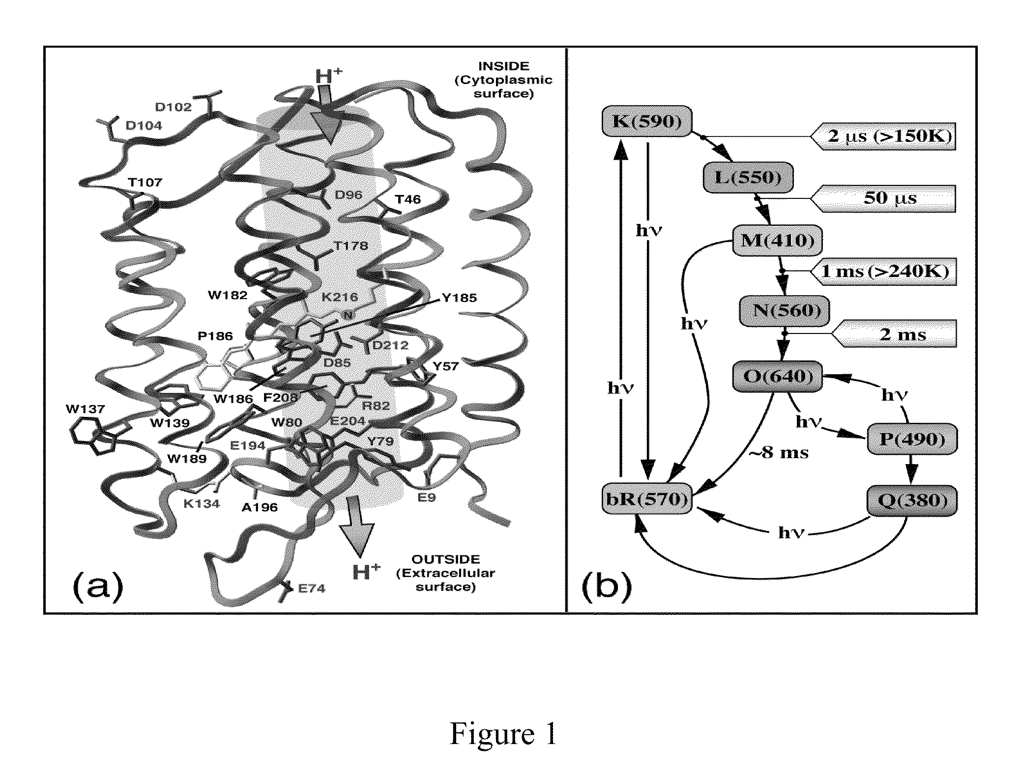 Protein-based photovoltaics and methods of use