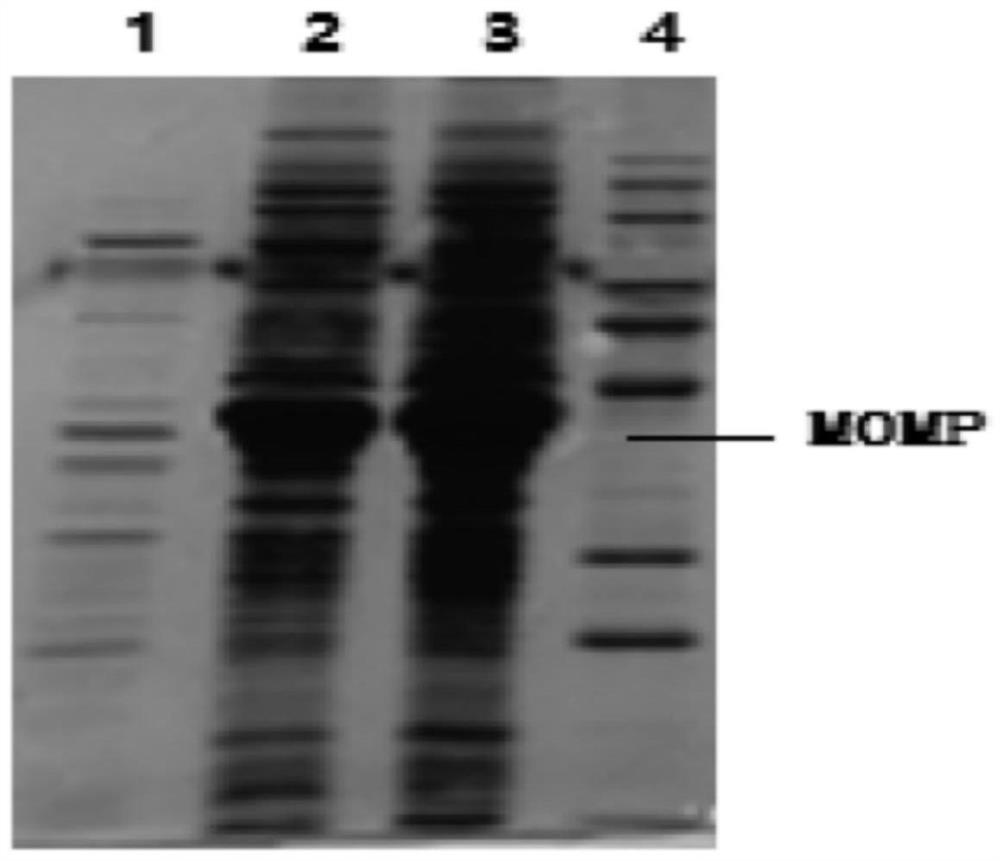 A kind of dual inactivated vaccine of mycoplasma pneumonia and chlamydia psittaci and preparation method thereof