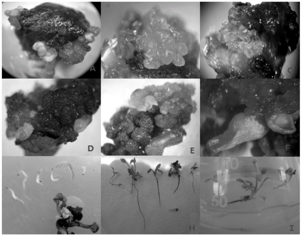 Pulsatilla tongkangensis somatic embryogenesis and plant regeneration method