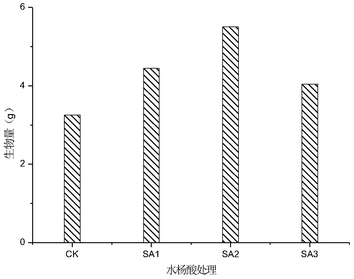 Method for promoting sunflower cesium or/and strontium enrichment by use of plant growth regulator