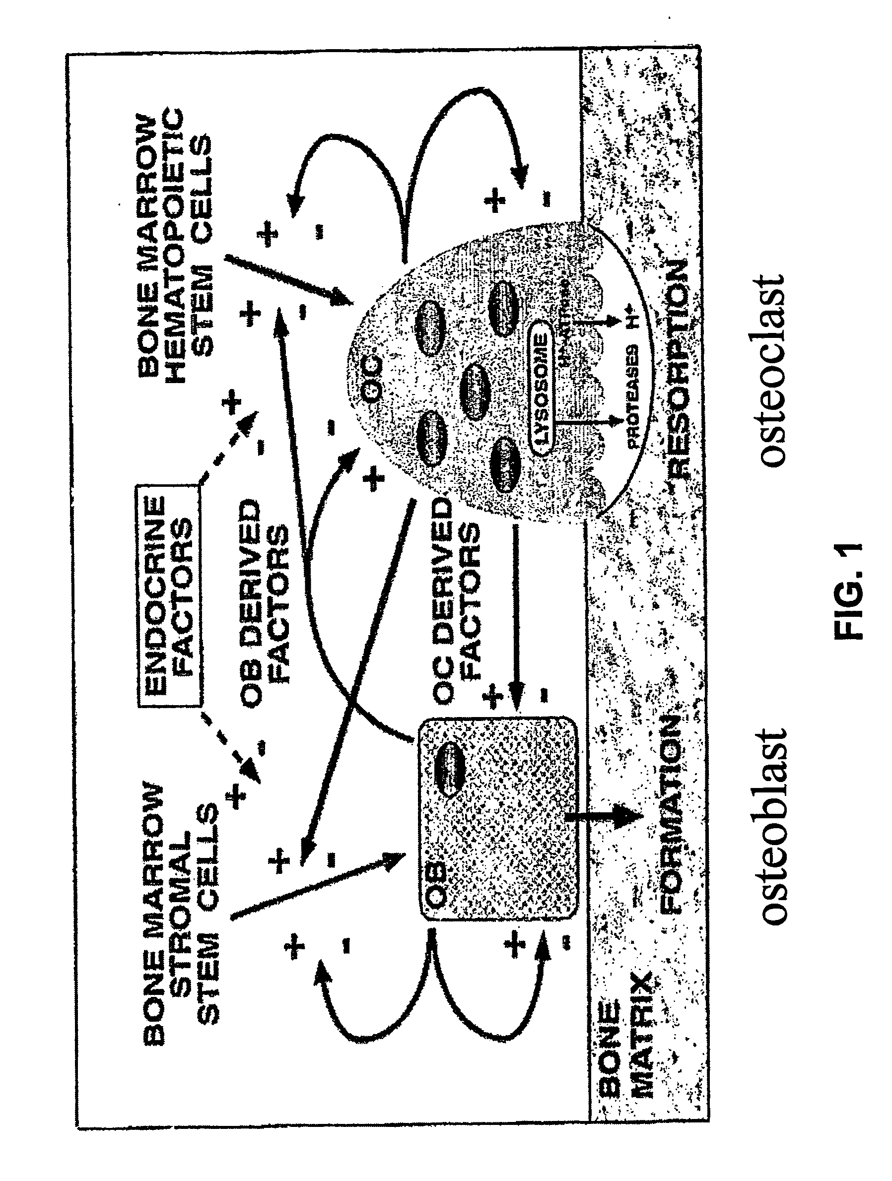 Phenothiazine enantiomers as agents for the prevention of bone loss