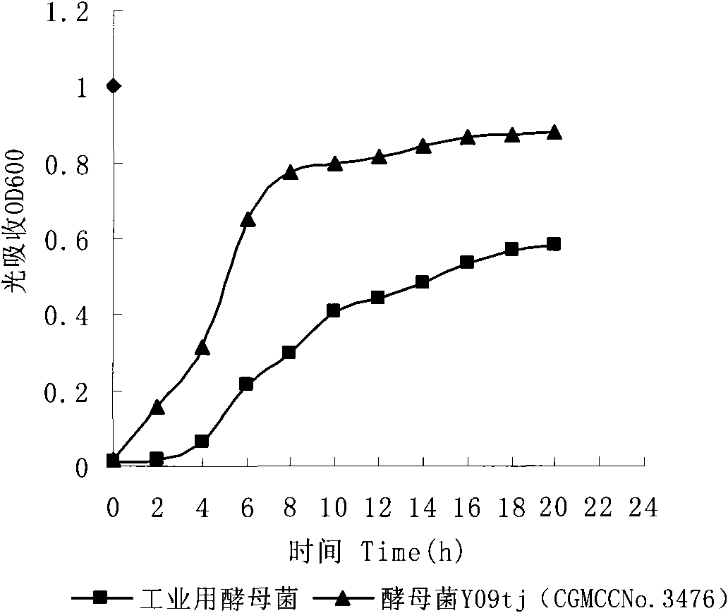 Brewing yeast strain, breeding method thereof, and application of the strain in alcohol production