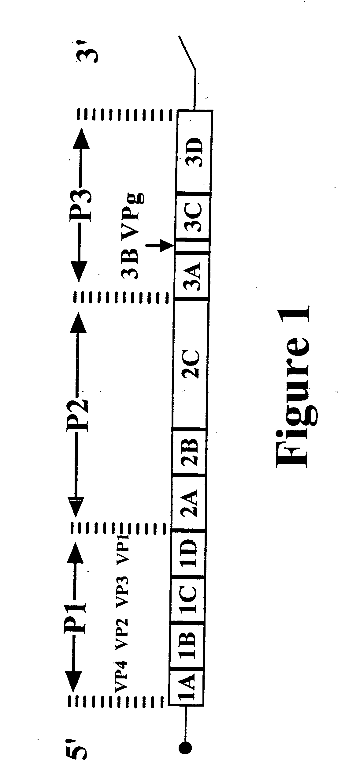 Typing of human enteroviruses