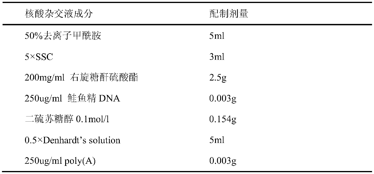 Method for locating distribution of symbiotic bacteria Cardinium in different tissues of rice planthopper