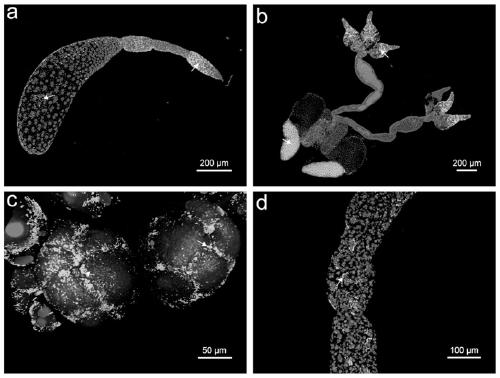 Method for locating distribution of symbiotic bacteria Cardinium in different tissues of rice planthopper