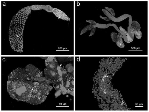 Method for locating distribution of symbiotic bacteria Cardinium in different tissues of rice planthopper