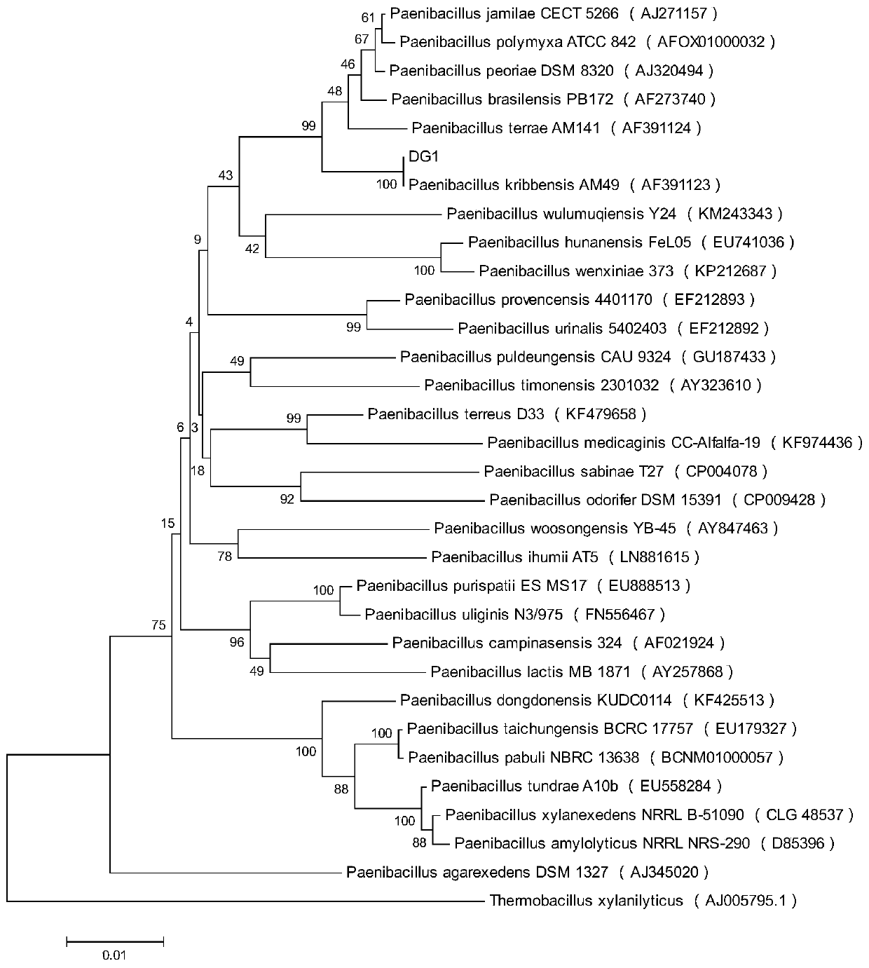 A strain with antagonistic effect on Sclerotinia sclerotiorum of Chinese cabbage and its culture method and application