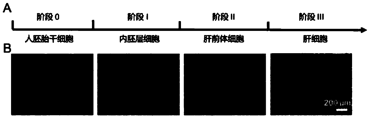 Method for inducing stem cells into liver cells and kit