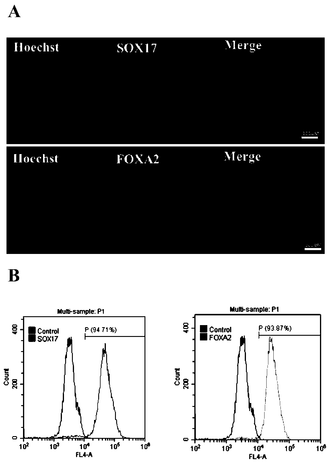 Method for inducing stem cells into liver cells and kit