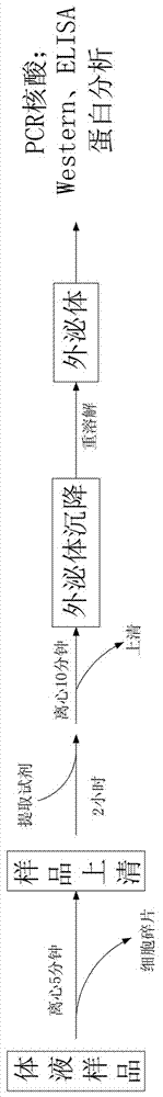 Extraction reagent for exosome extraction as well as application and extraction method thereof