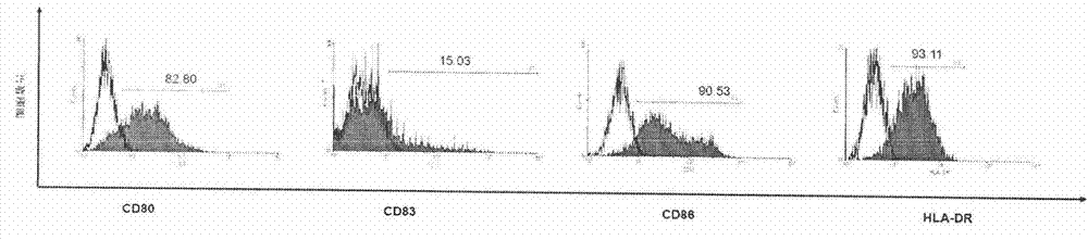 Preparation method of human D-CIK (dendritic cell activated and cytokine induced killer) cell with high toxicity and high value-adding capacity