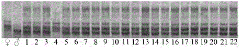 Method for quickly testing purity of hybrid watermelon seed Quankanglvba