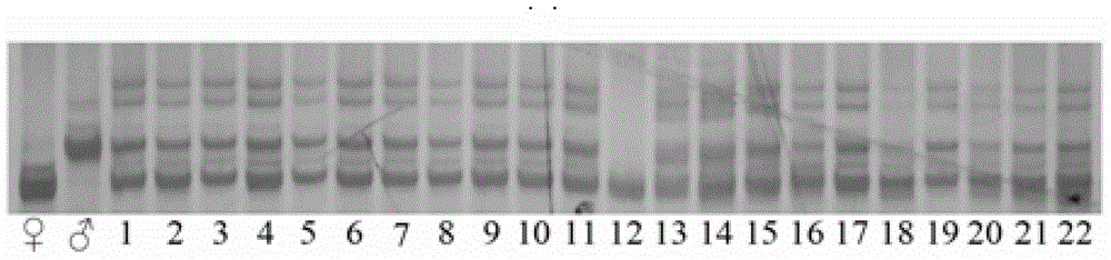 Method for quickly testing purity of hybrid watermelon seed Quankanglvba