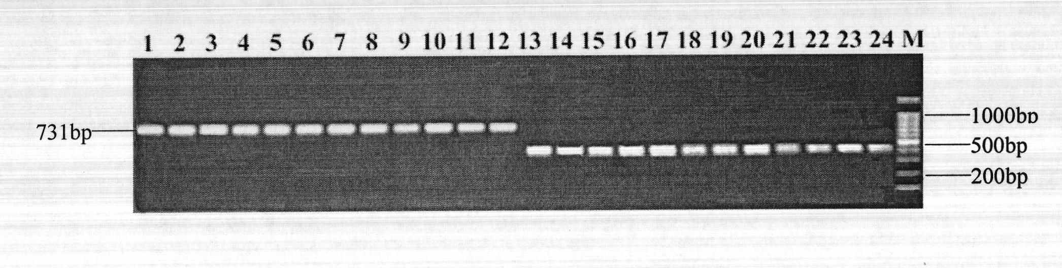 Molecular marker SIsv1363 closely linked with Setaria italica L. Beauv. leaf color gene