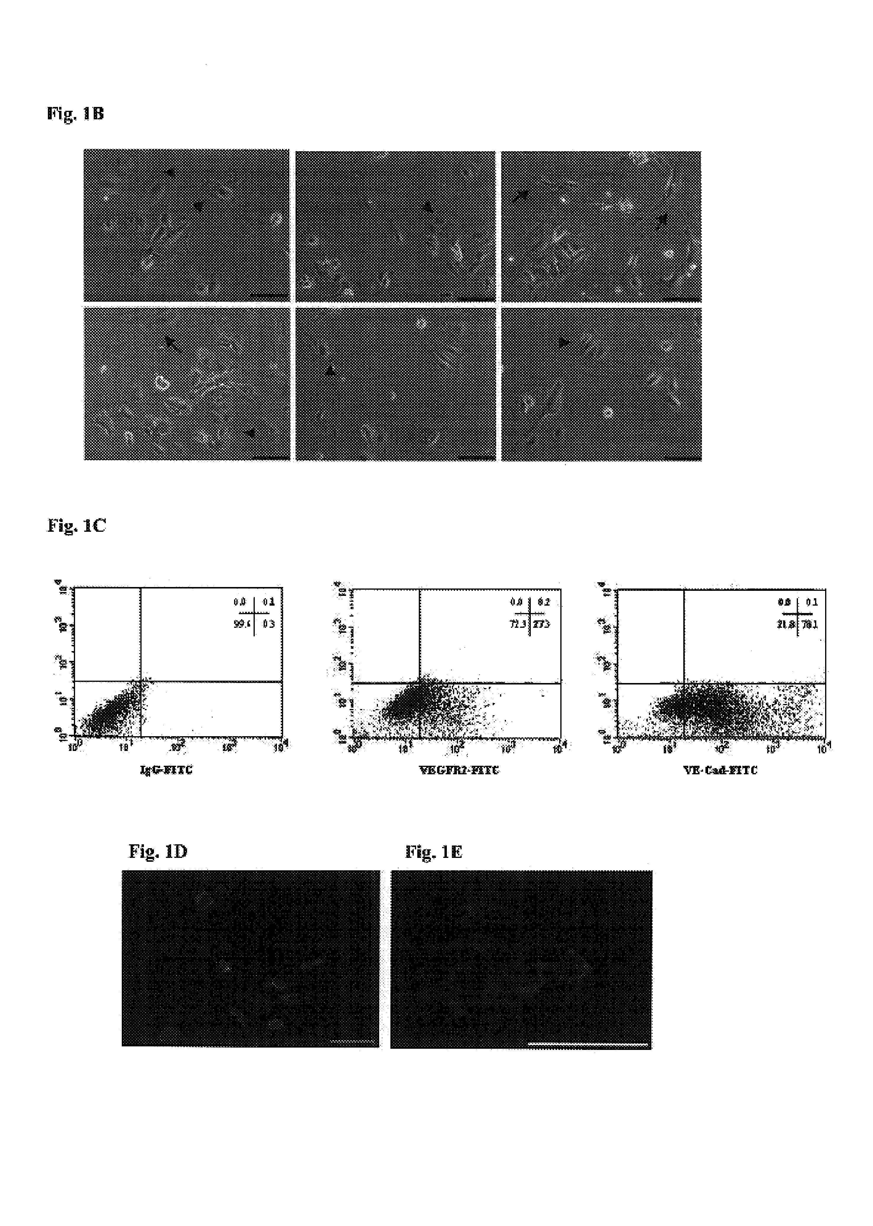 Methods for the in-vitro identification, isolation and differentiation of vasculogenic progenitor cells