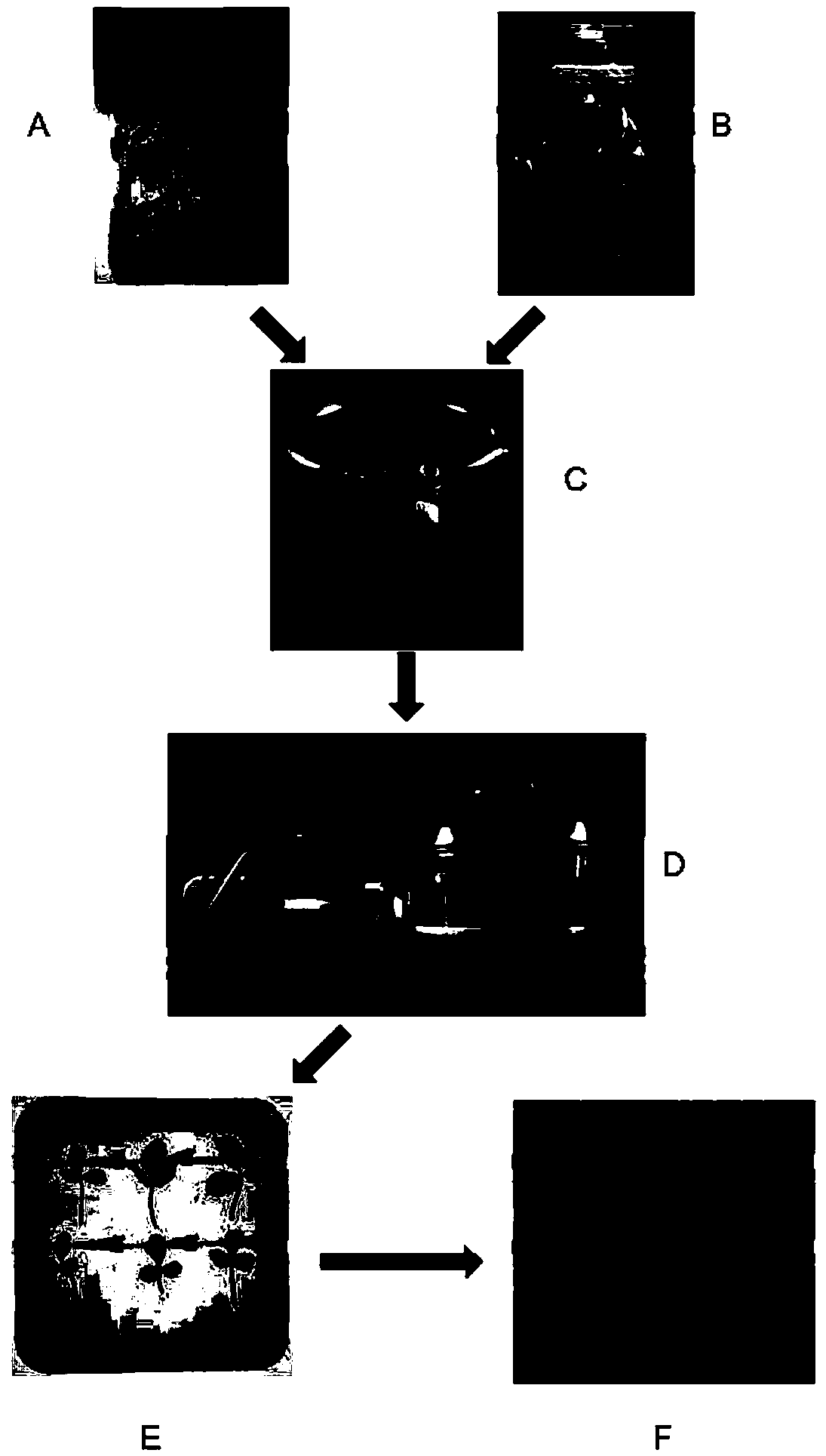 Agrobacterium-induced strawberry leaf transient gene expression method and application of same