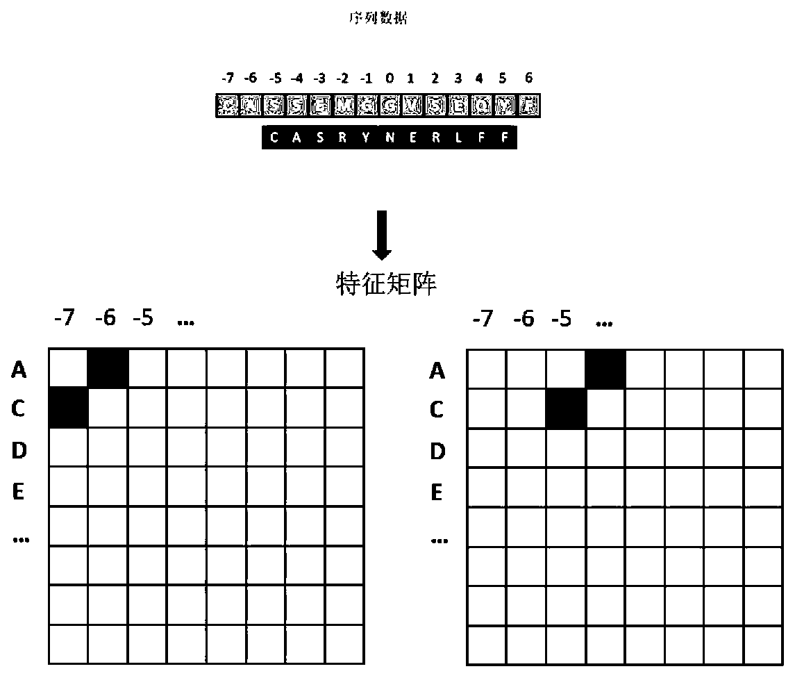 T cell receptor sequence classification method based on semi-supervised learning framework