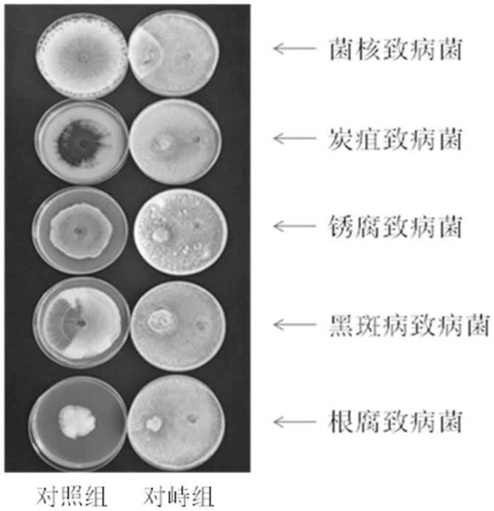 Trichoderma atroviride and application thereof in inhibiting pathogenic bacteria of ginseng