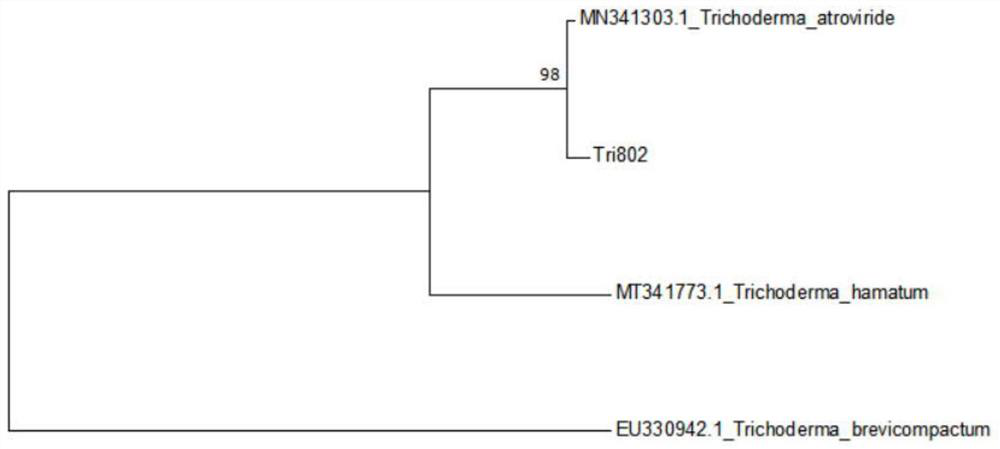 Trichoderma atroviride and application thereof in inhibiting pathogenic bacteria of ginseng