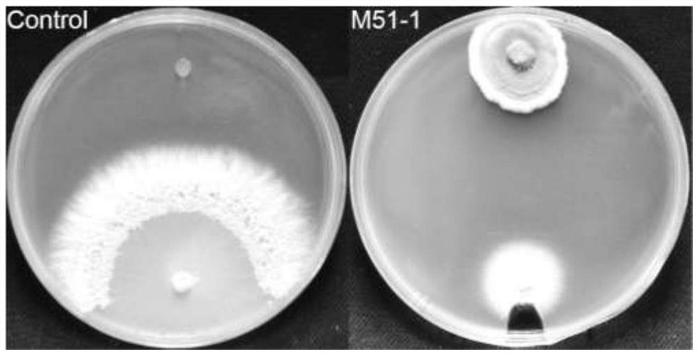 Neosporum apescifolia with antibacterial ability and lignocellulose degrading activity and its application