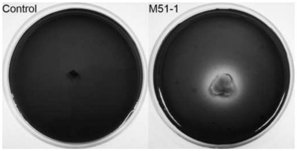 Neosporum apescifolia with antibacterial ability and lignocellulose degrading activity and its application