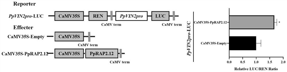 A peach fruit ethylene response factor pprap2.12 gene and its cloning method and application