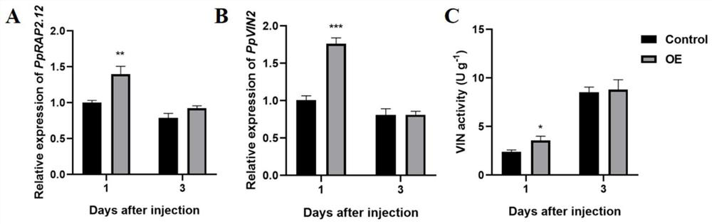 A peach fruit ethylene response factor pprap2.12 gene and its cloning method and application