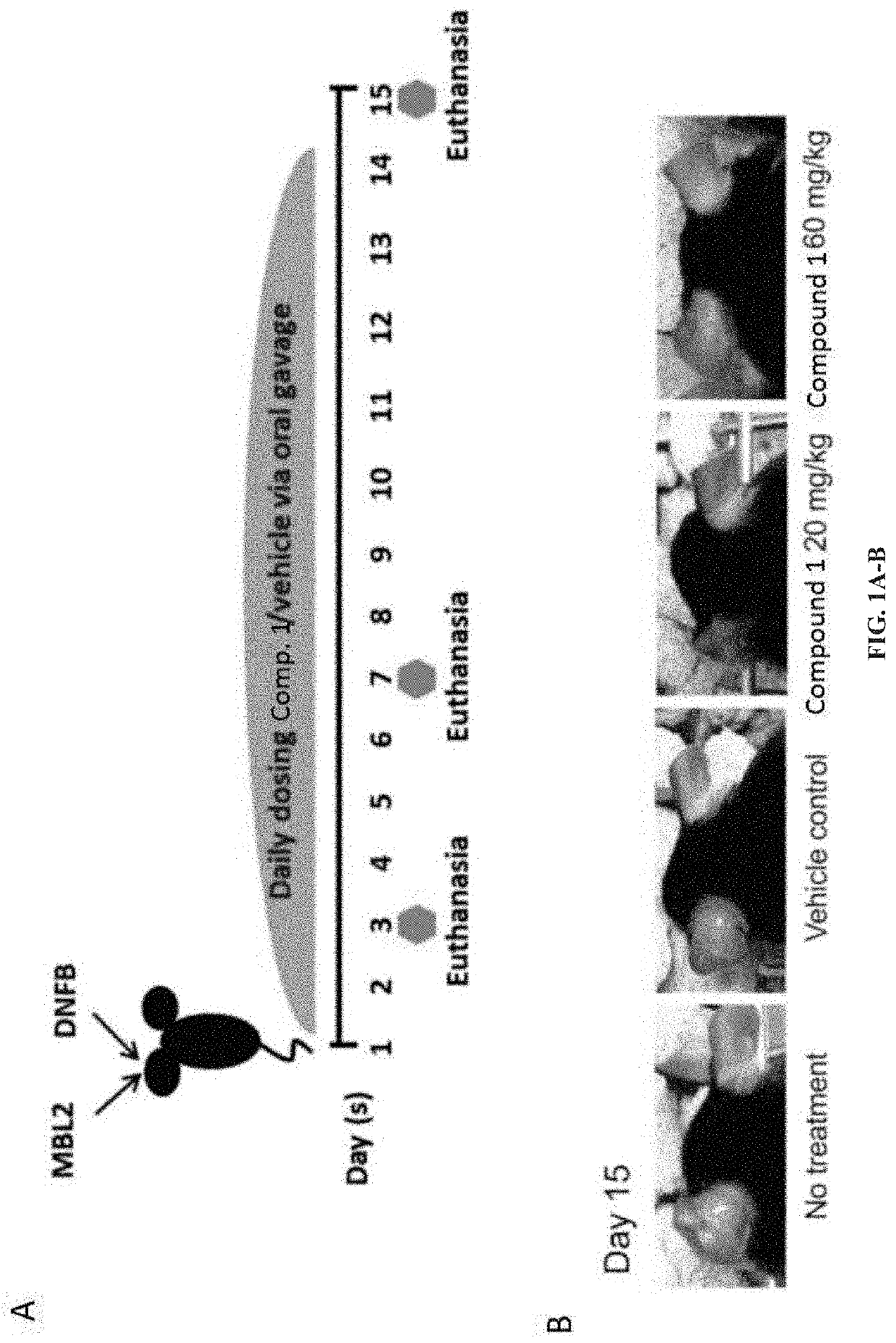 Methods of treating solid tumors with CCR2 antagonists