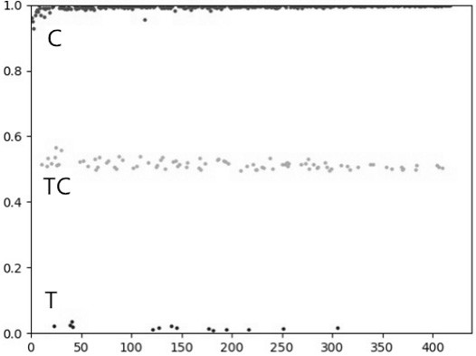 SNP (Single Nucleotide Polymorphism) molecular marker related to muscle drip loss character of meat rabbit and application of SNP molecular marker