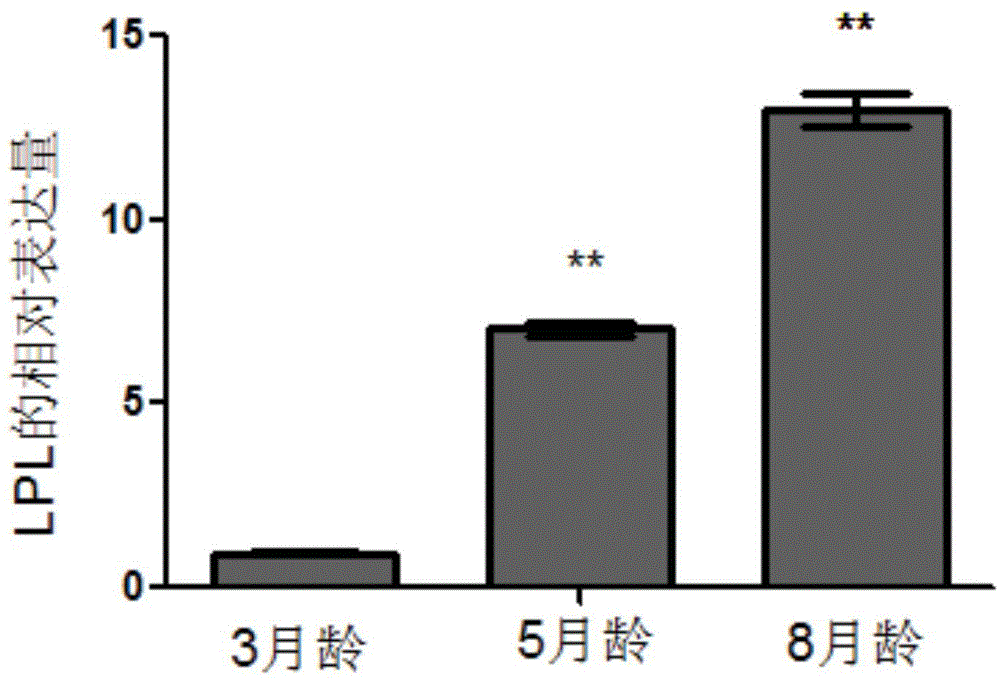 Method for detecting fat deposition of Bama miniature pig by virtue of LPL (Lipoprotein Lipase) gene