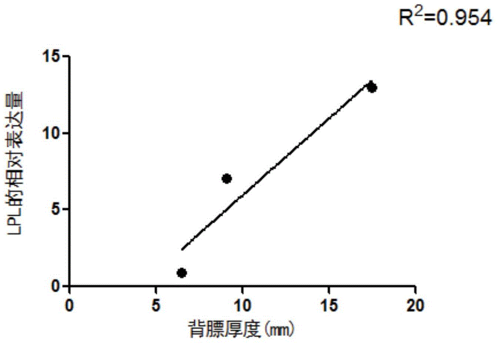 Method for detecting fat deposition of Bama miniature pig by virtue of LPL (Lipoprotein Lipase) gene