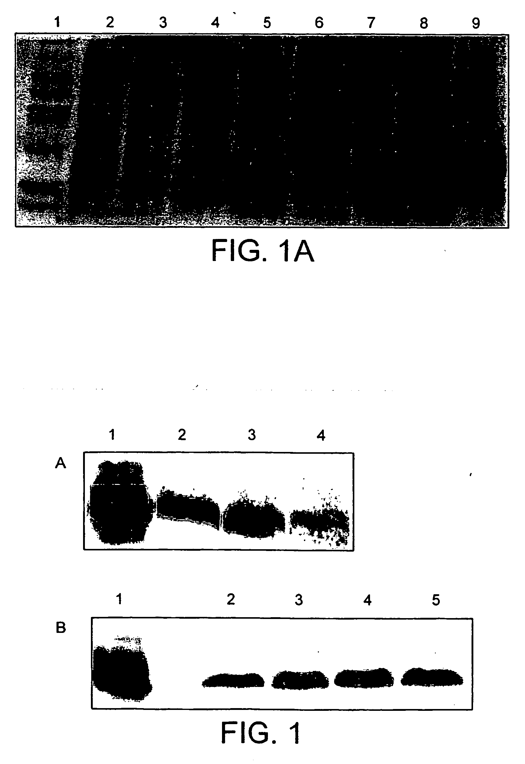 Method of improving food fermentation procedures