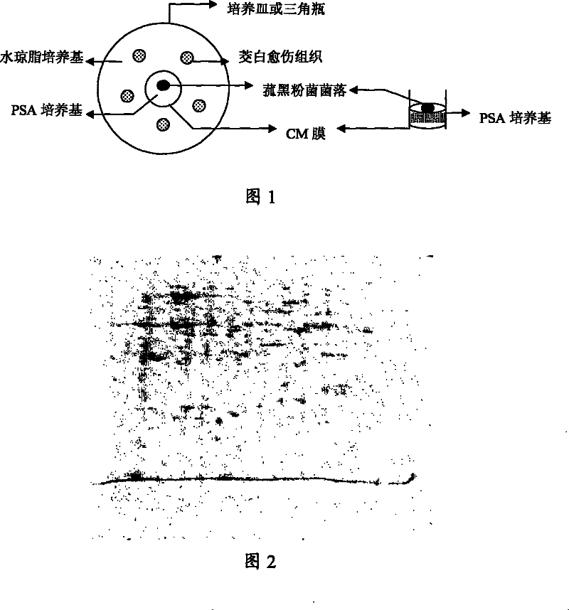 Method for extracting and purifying wild rice stem total proteins