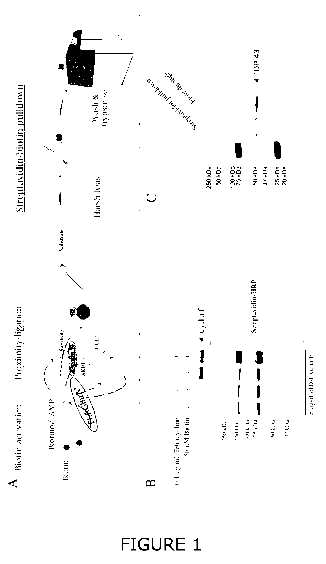 Modulation of protein accumulation and uses therefor