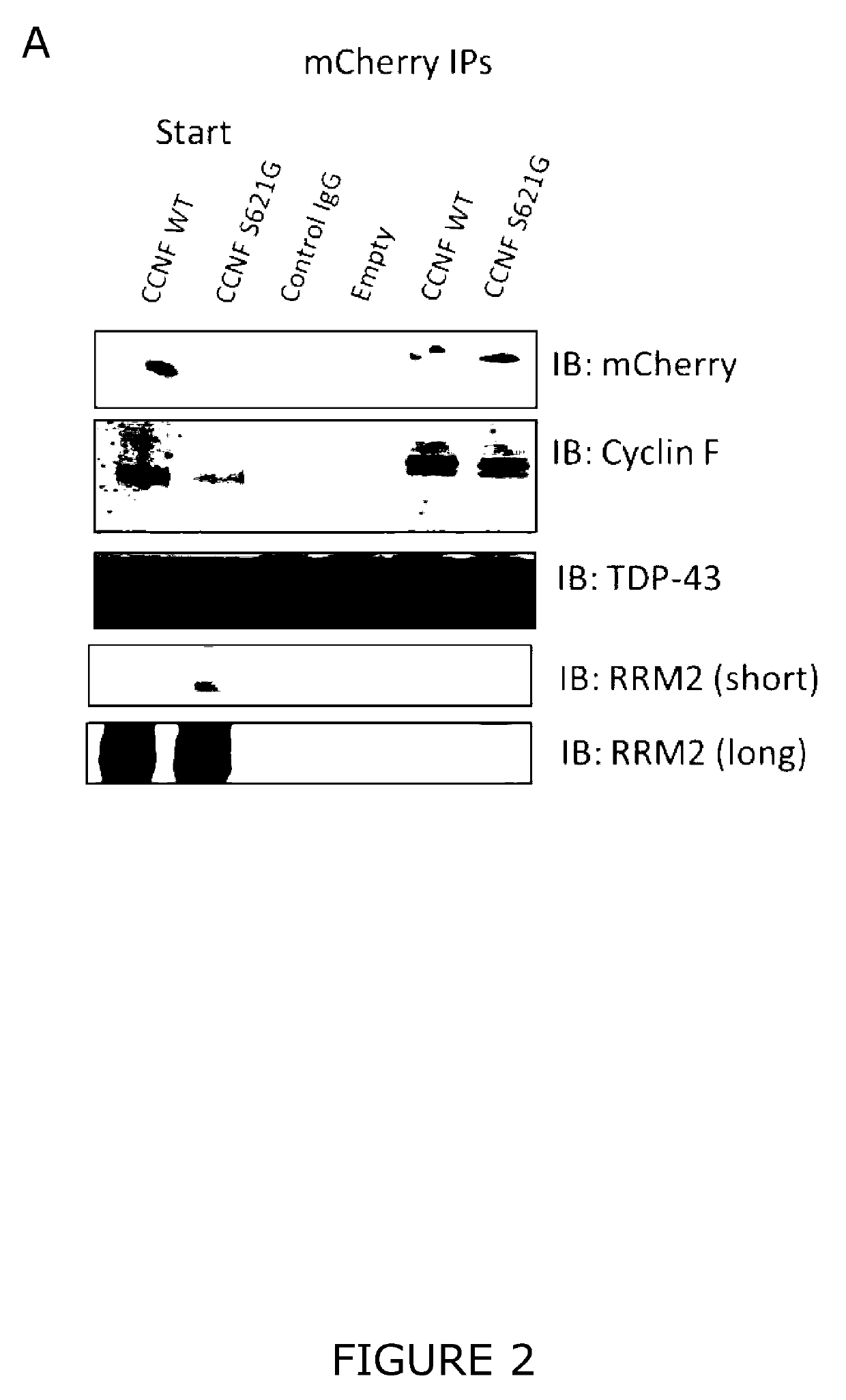 Modulation of protein accumulation and uses therefor