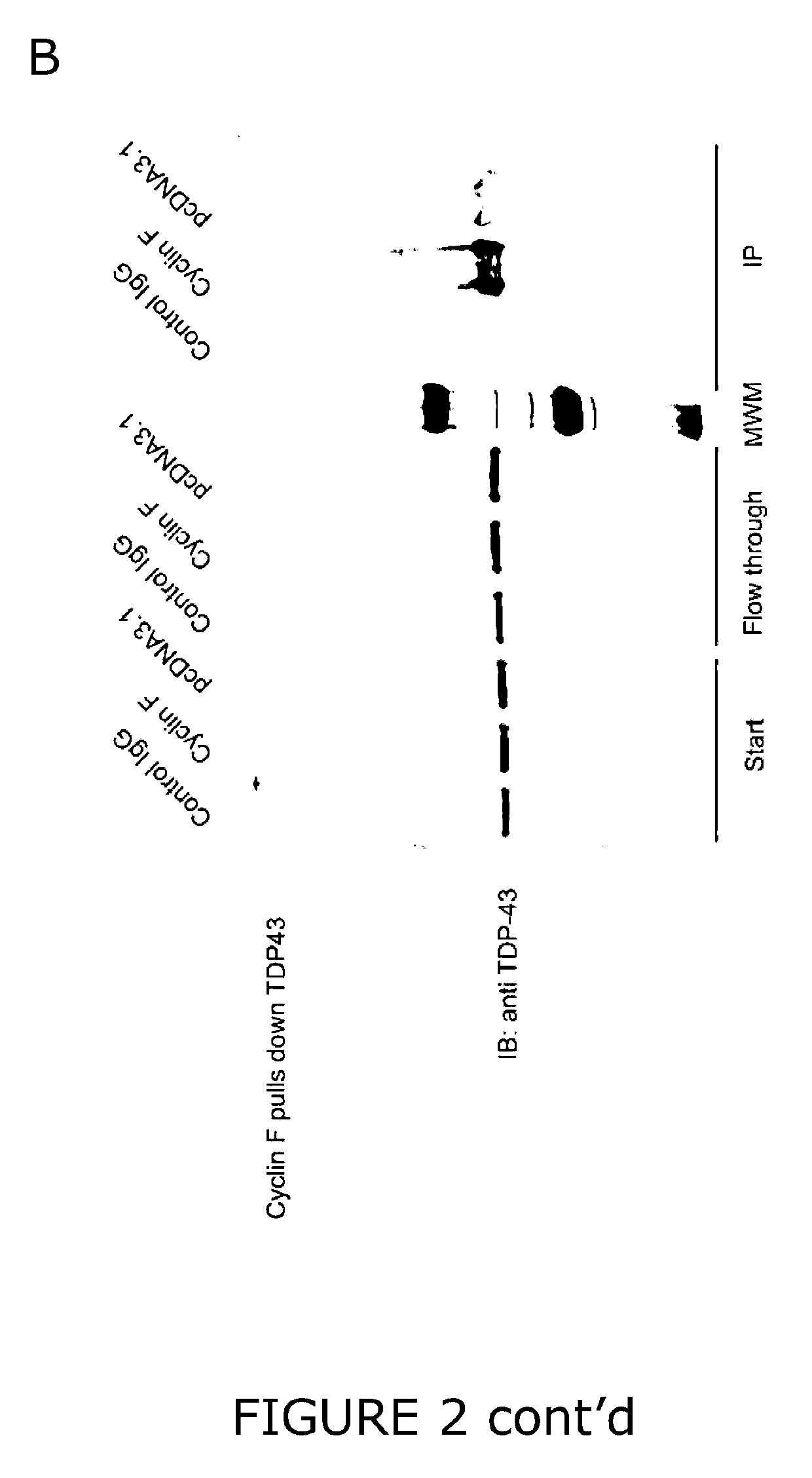 Modulation of protein accumulation and uses therefor