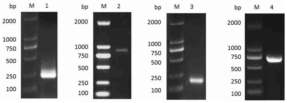 Genes highly expressed in schistosomula japonicum katsurada as well as encoded proteins and application thereof