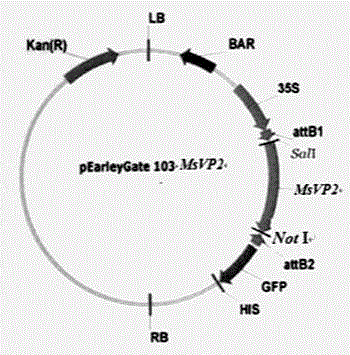 Salt resistance gene msvp2 of energy crop hag and its plant expression vector and construction method