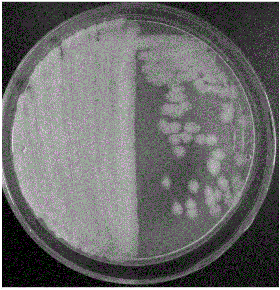 Fructus lycii root rot-resistant bacillus tequilensis and application thereof