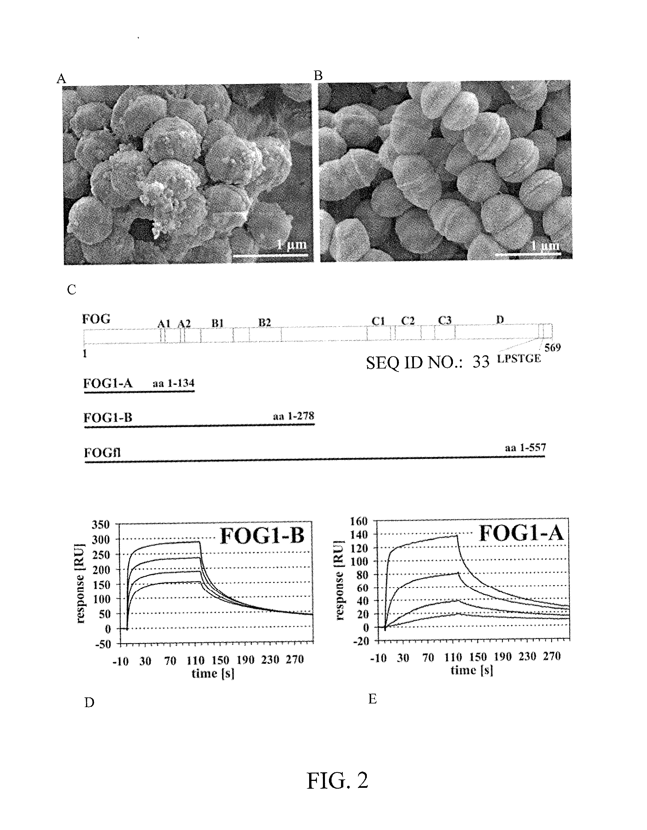 Peptide associated with rheumatic fever (PARF) and its use as a diagnostic marker