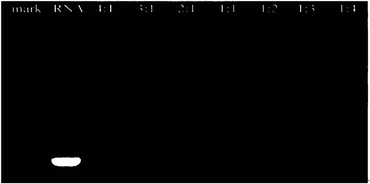 Small interfering RNA loading N-succinyl chitosan nanoparticle drug delivery system, preparation method and applications thereof