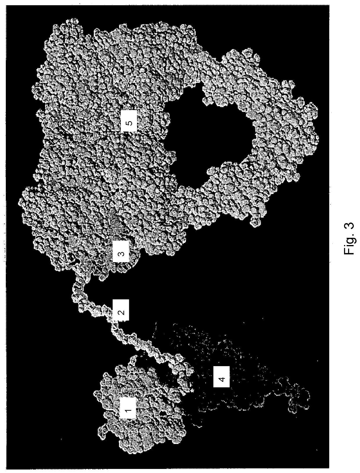 Chimeric activators: quantitatively designed protein therapeutics and uses thereof