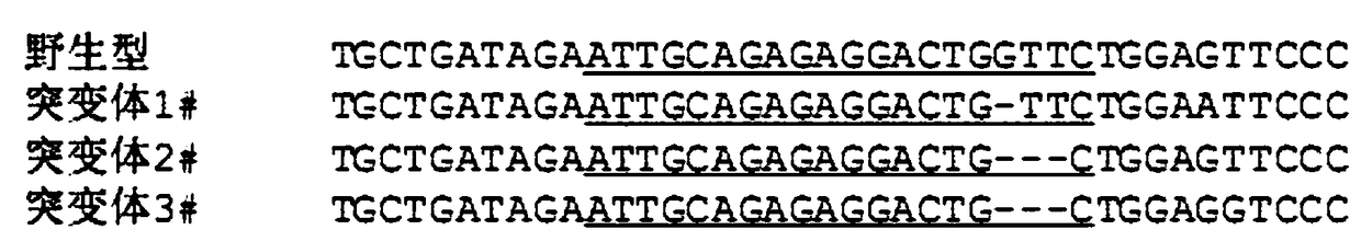 Construction method and application of eggplant CRISPR/Cas9 gene knock-out vector