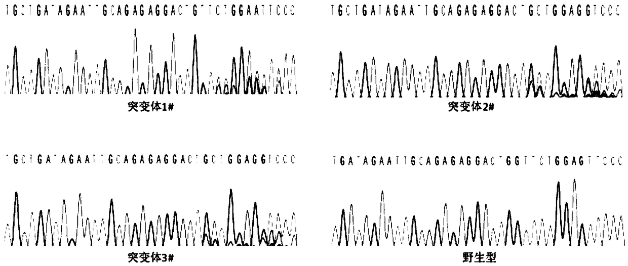 Construction method and application of eggplant CRISPR/Cas9 gene knock-out vector