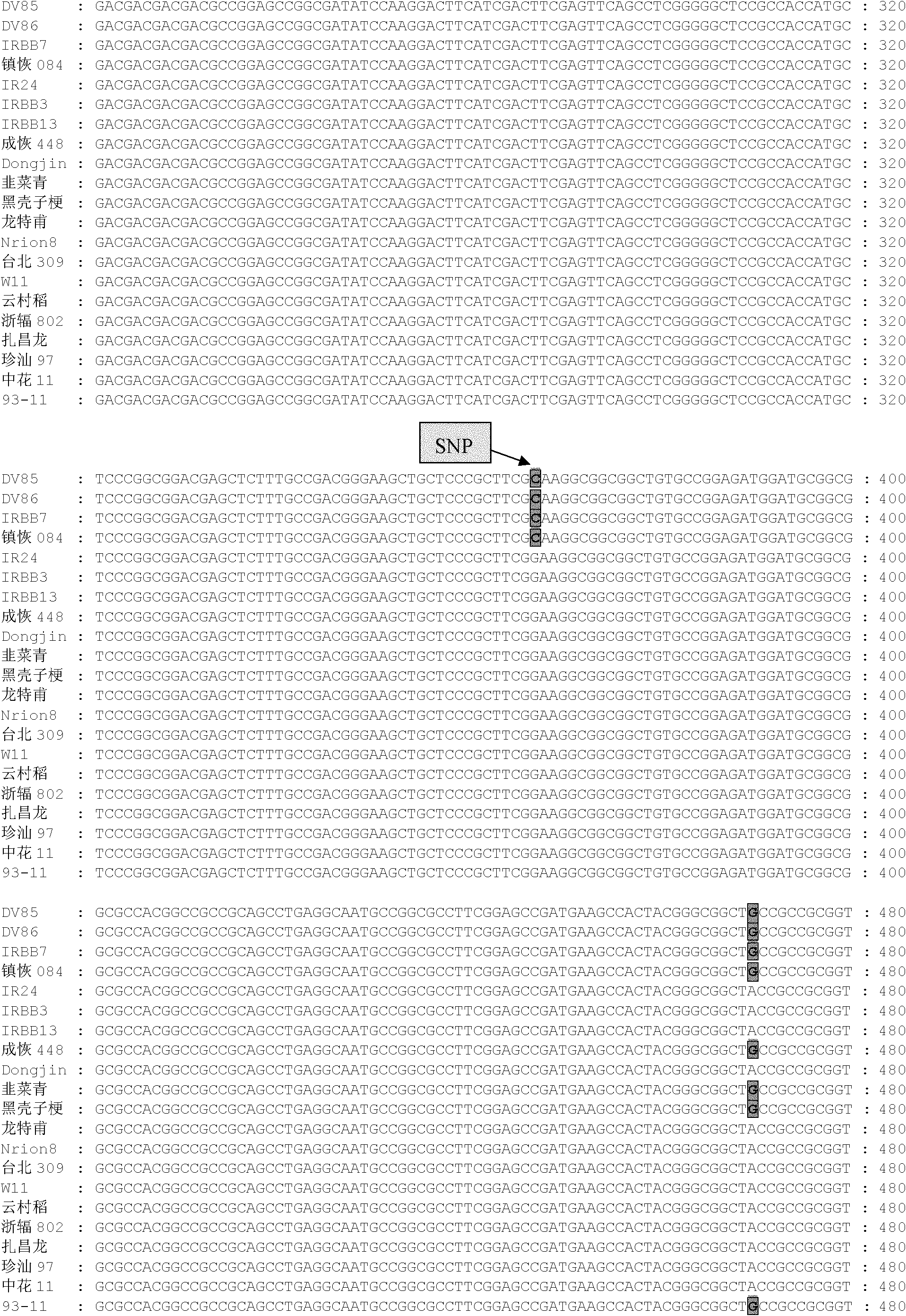 Molecular marker for assisted breeding of Xanthomonas oryzae resistance gene Xa7 and application thereof